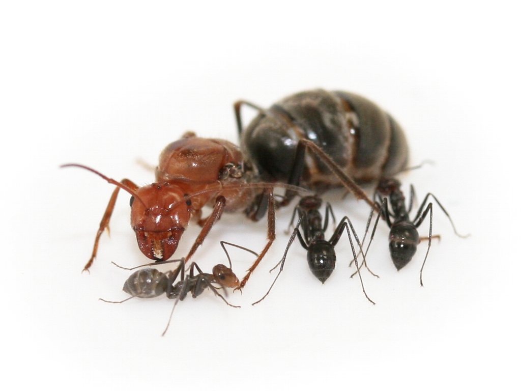 ANTSTORE - Ameisenshop - Ameisen kaufen - Myrmecocystus mendax ( Honigtopfameisen)