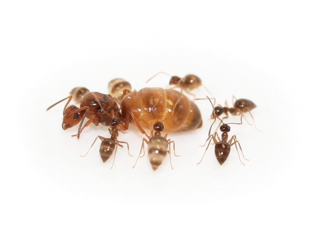 ANTSTORE - Ameisenshop - Ameisen kaufen - Prenolepis nitens