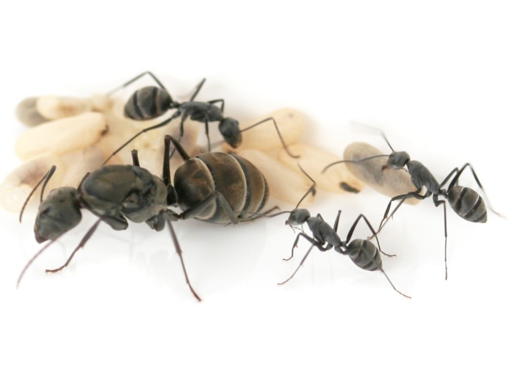 Camponotus parius