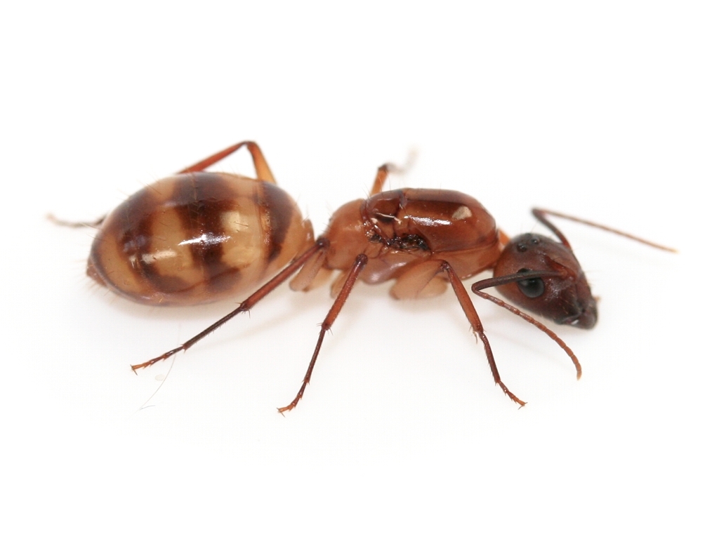 Camponotus cf. substitutus (helle Variante)
