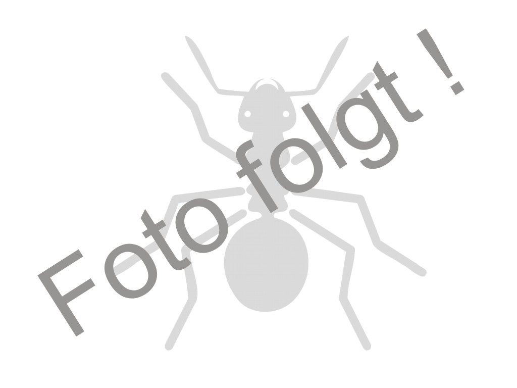 Camponotus variegatus