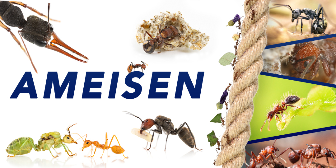 ANTSTORE - Ameisenshop - Ameisen kaufen - Ameisenshop - Startseite -  Ameisen und Ameisenfarm kaufen