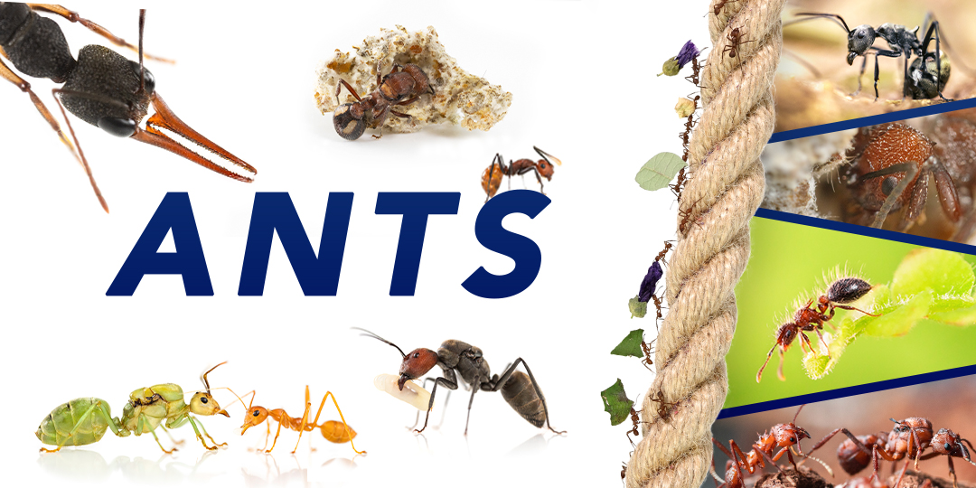 ANTSTORE - Ameisenshop - Ameisen kaufen - Antshop - start page - antfarm -  formicarium - ant colonies