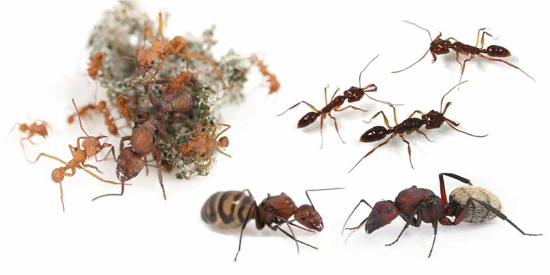 ANTSTORE - Ameisenshop - Ameisen kaufen - Ameisenshop - Startseite - Ameisen  und Ameisenfarm kaufen